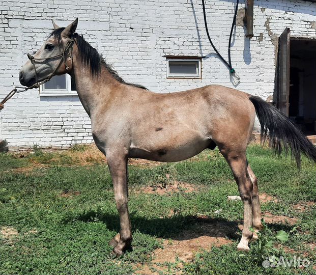 Продажа лошадей