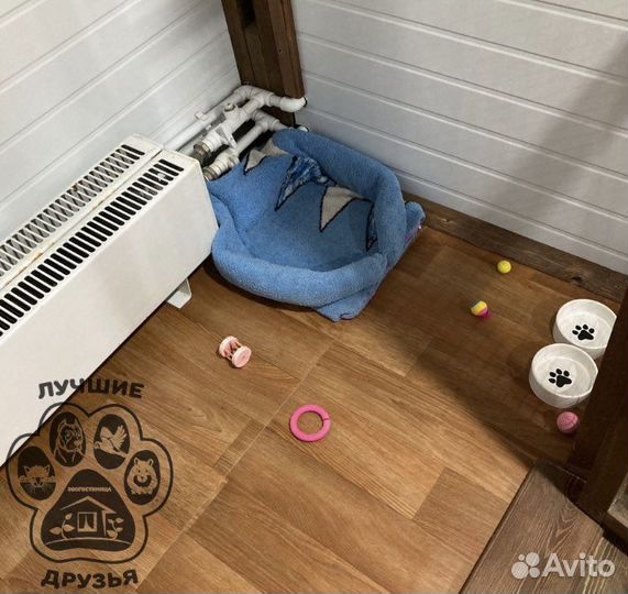 Зоогостиница для животных передержка