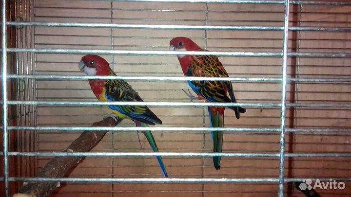 Попугай розелла