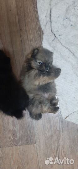 Померанский шпиц мини