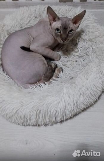 Канадский сфинкс