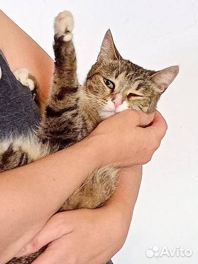 Кошечка -Шпротика в дар