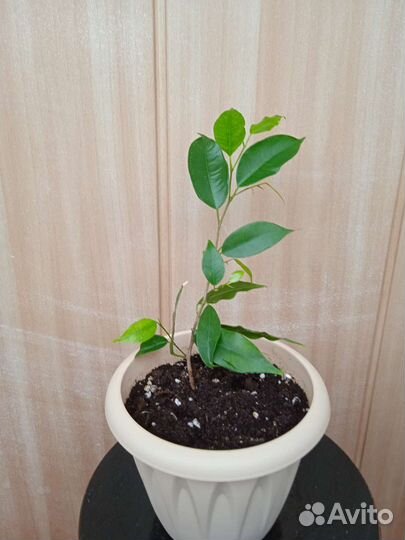 Фикусы каучуконосные и бенджамина