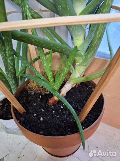 Цветок алоэ 7лет