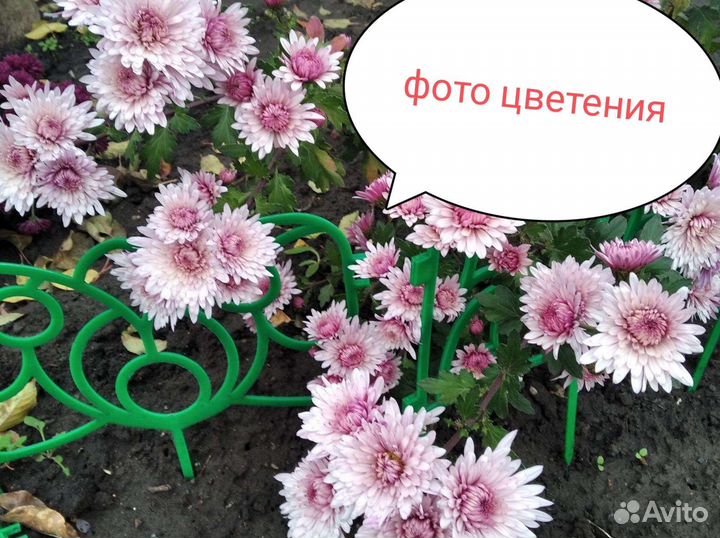 Хризантема Седая дама