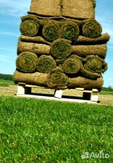 Рулонный газон 