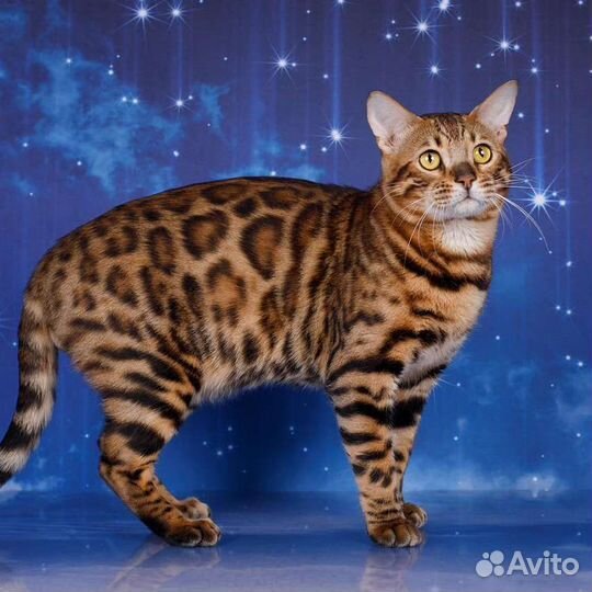 Бенгальская