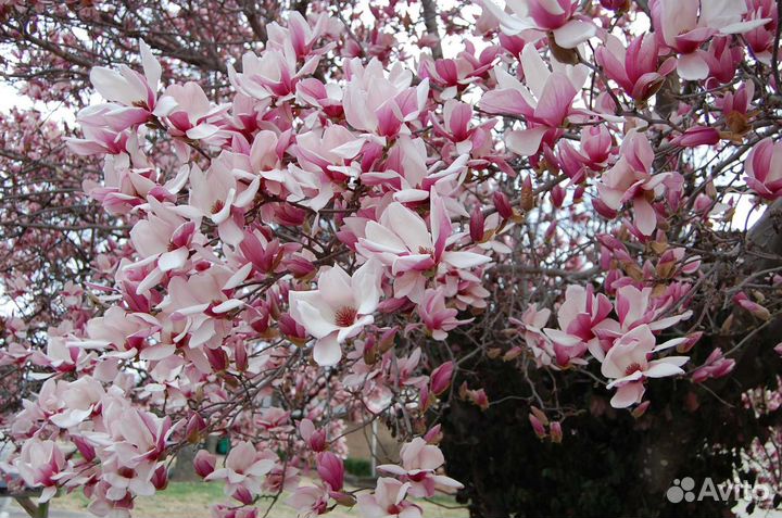 Магнолия Биг дьюд