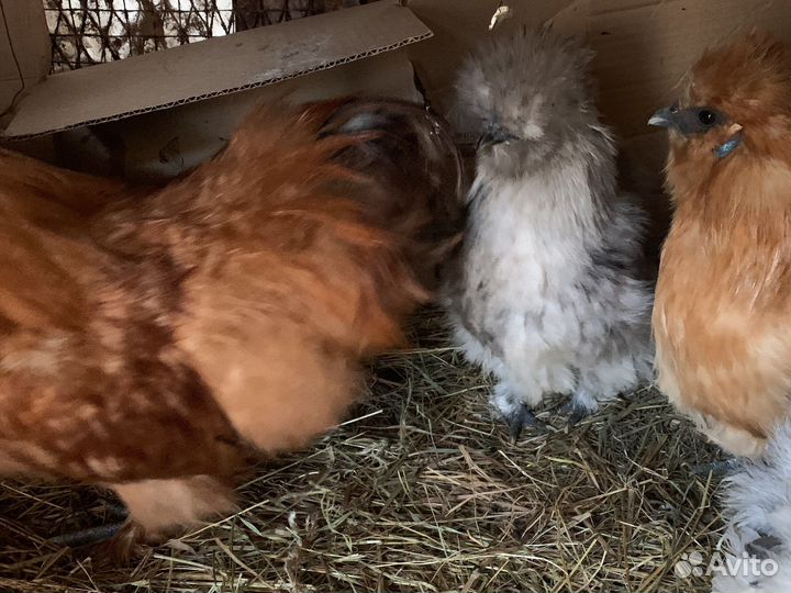 Инкубационное яйцо кша(китайских шелковистых)