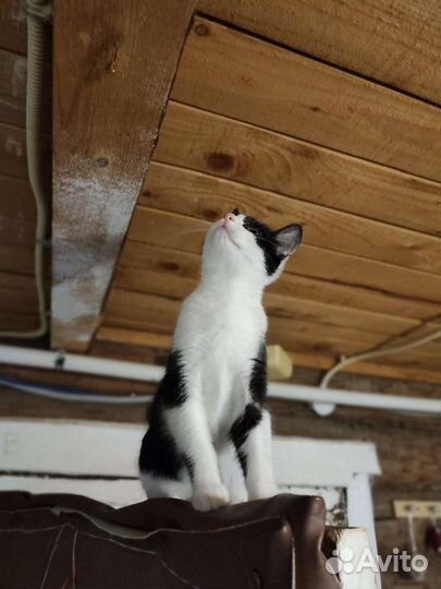 Котенок кошечка 3 месяца в дар