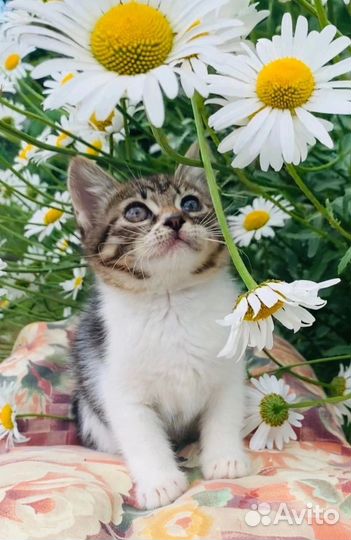 Котенок девочка в добрые руки