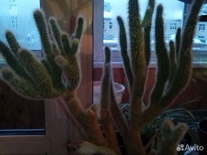 Кактусы отростки,молочай