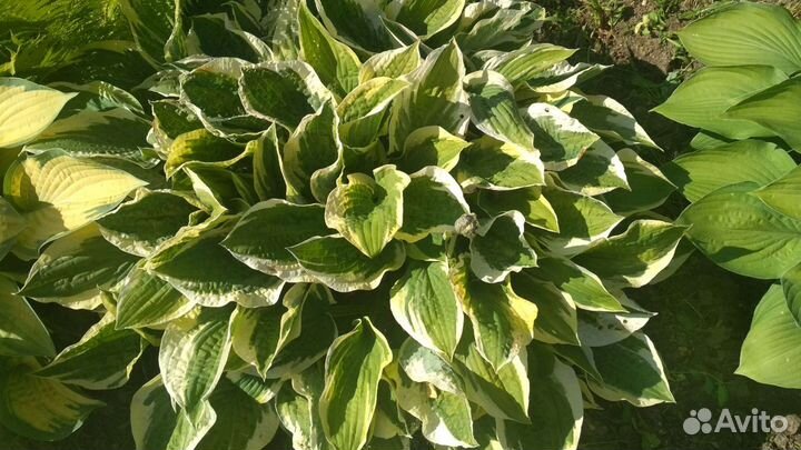 Хосты зелёных фоновых цветов