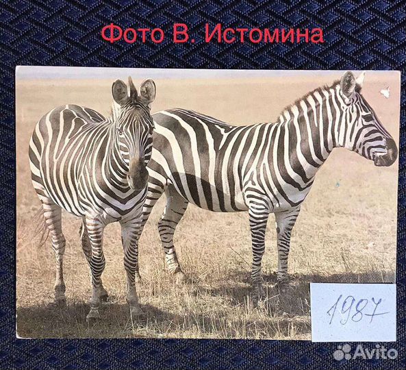 Открытки СССР Зарубин и др