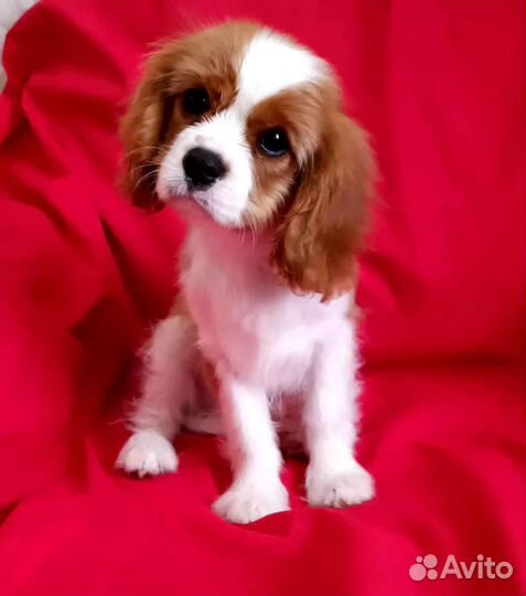 Кавалер Кинг Чарльз спаниель мальчик