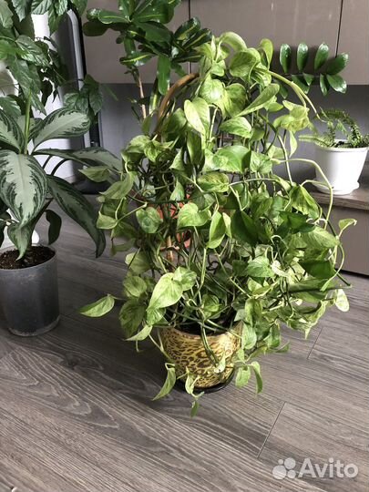 Домашние цветы, много на выбор, смотрите в профиле