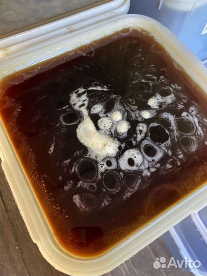 Мед гречишный 2024 оптом