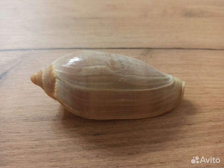 Морская раковина