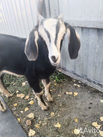 Продам козлика