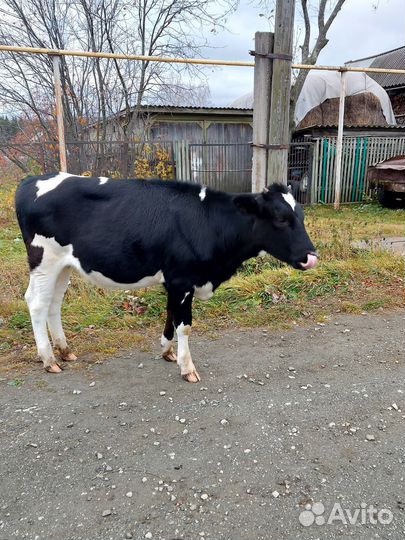 Телочка 8 мес