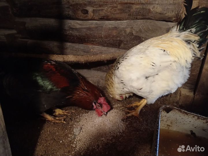 Куры петухи