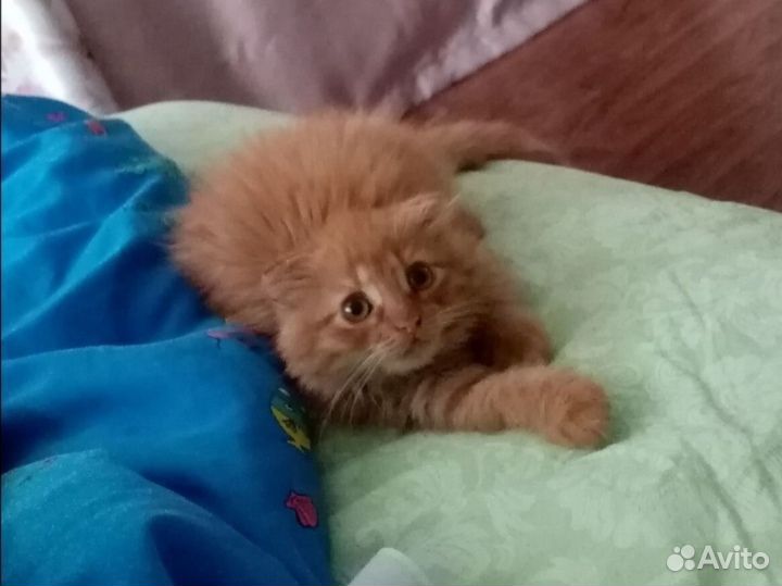 Котята