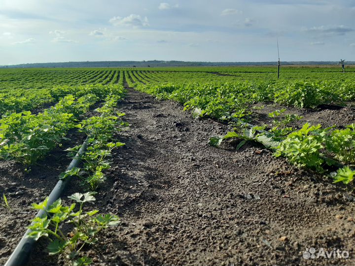 Свежая зелень