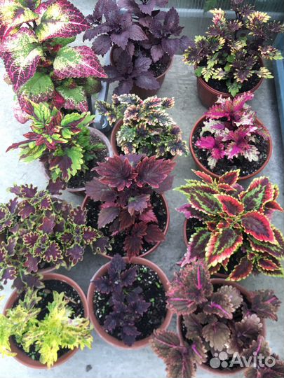 Колеусы (укорененные черенки)