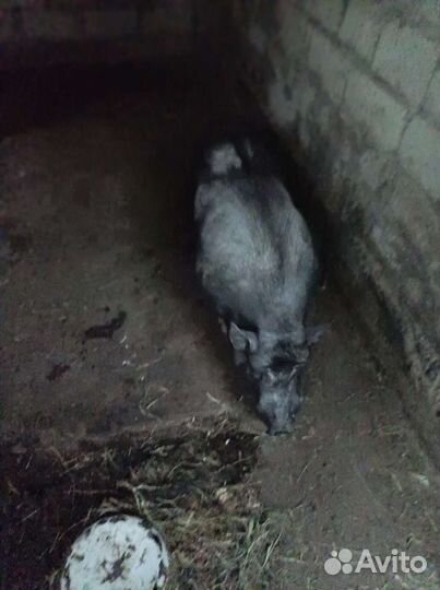 Вьетнамский вислобрюхий хряк