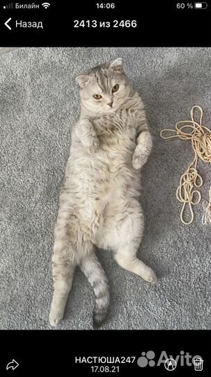 Кошачий хостел