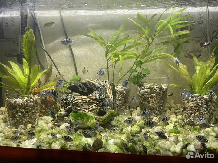 Аквариумные рыбки