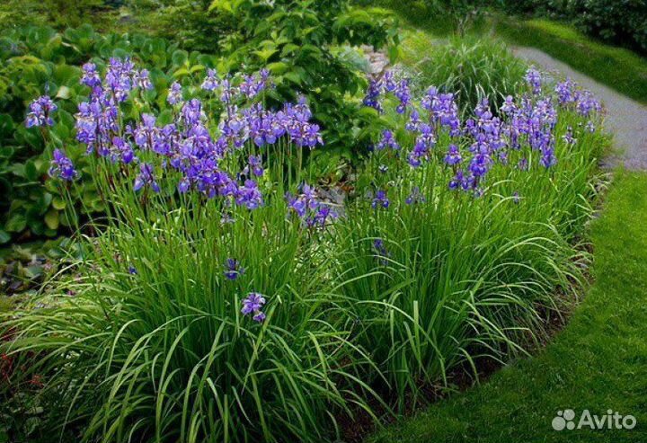 Ирис сибирский (касатик)