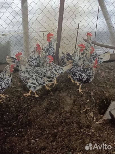 Инкубационное яйцо леггорн далматинец