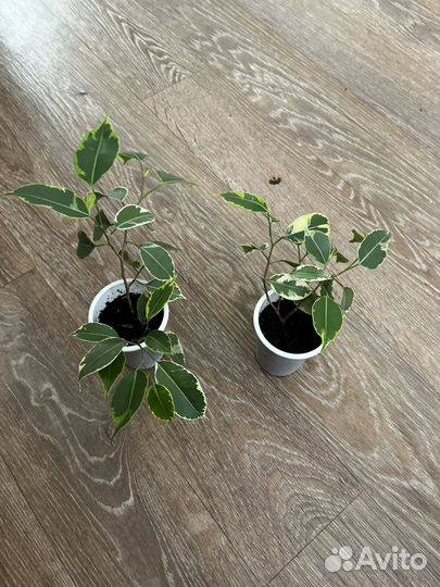 Фикус бенджамина