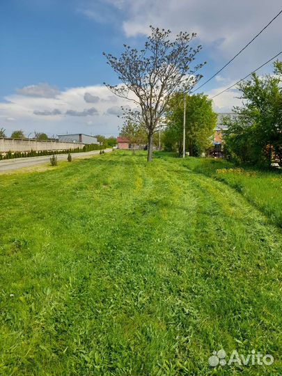 Трава на сено для животных