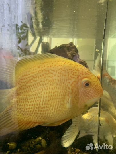 Аквариумные рыбы Северум