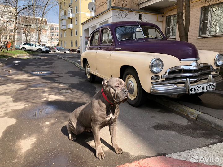 Кане-Корсо отдадим в Добрые и Заботливые Руки