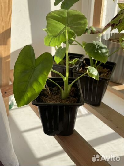 Калатея цветы