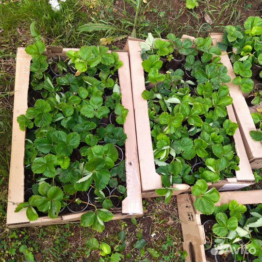 Рассада Клубника Азия,Хоней-40руб. Елизавета - 50р