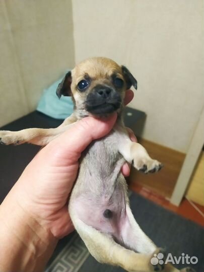 Щенки чихуахуа мини