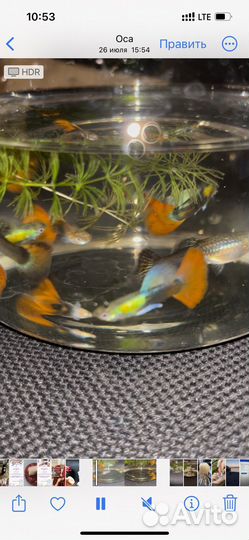 Аквариумные рыбки