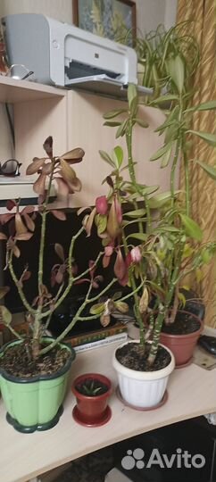 Комнатные цветы бесплатно