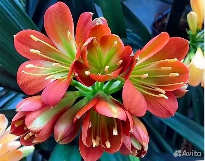 Кливии сортовые