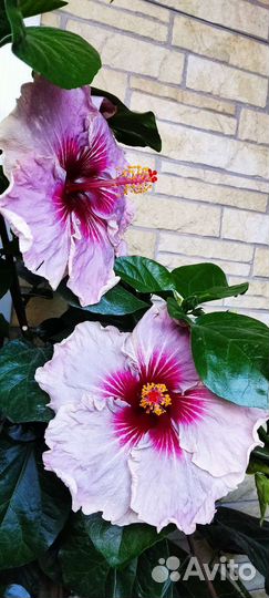 Гибискус Me oh my oh