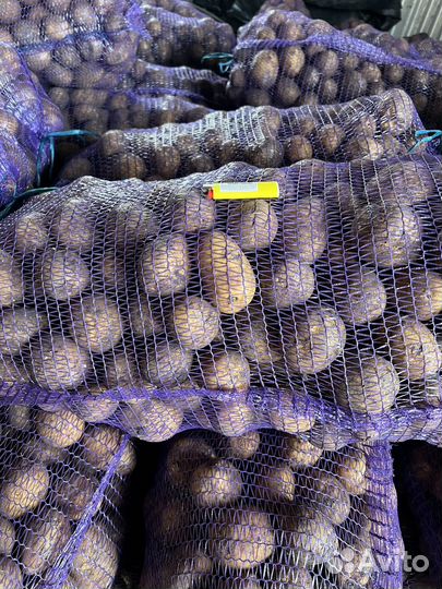 Продам картофель оптом