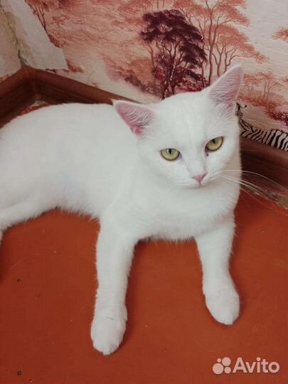 Кошка Джесс