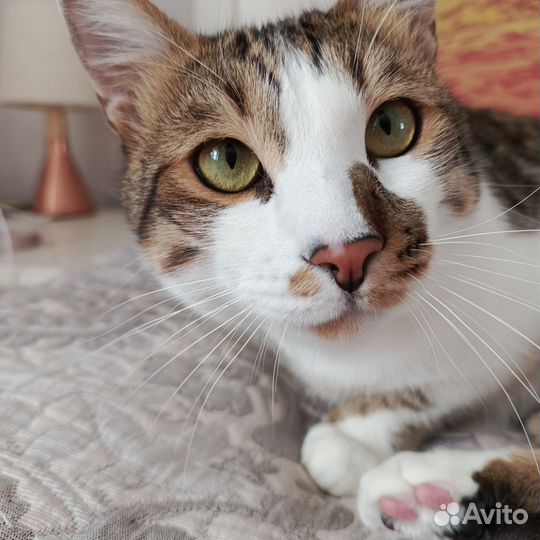 Кот метис бенгальский