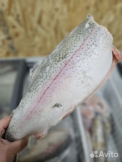 Форель с/м
