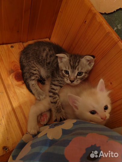 Шотландские вислоухие котята