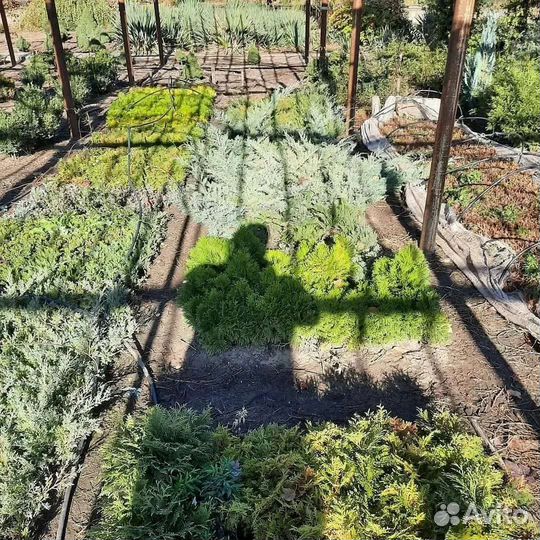 Саженцы хвойных деревьев